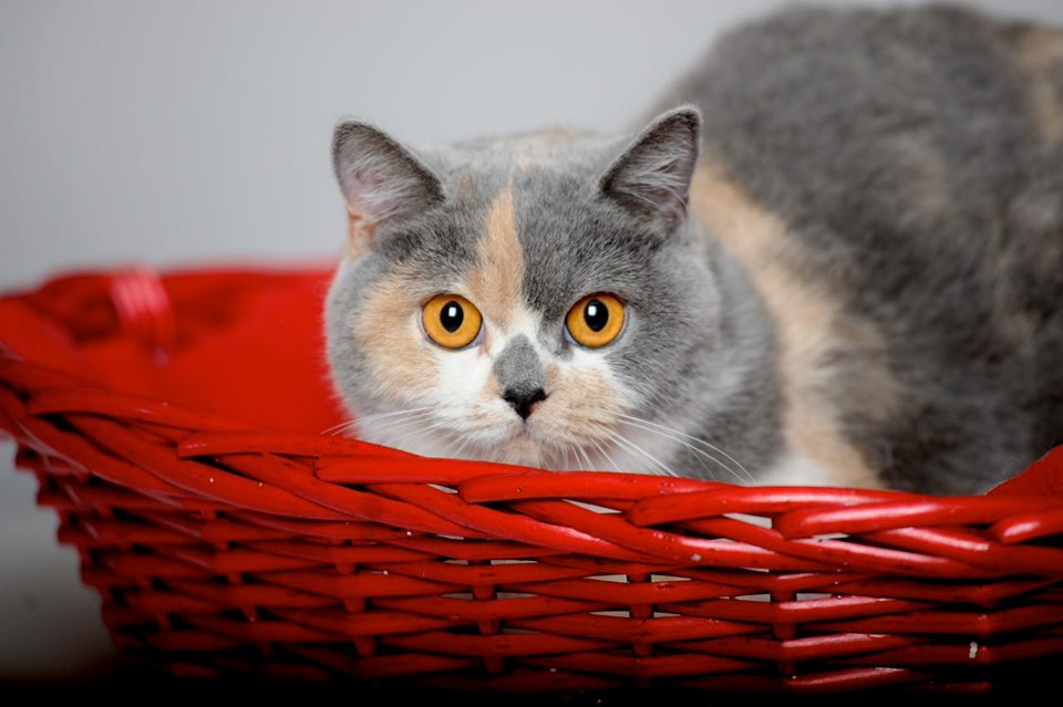 Allevamento British Shorthair>